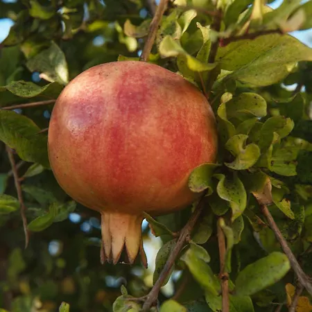 Σπίτι διακοπών Armonia