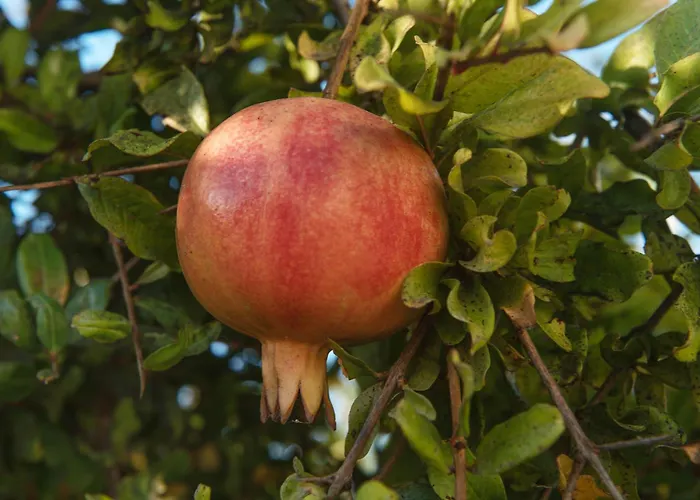 Semesterbostad Armonia